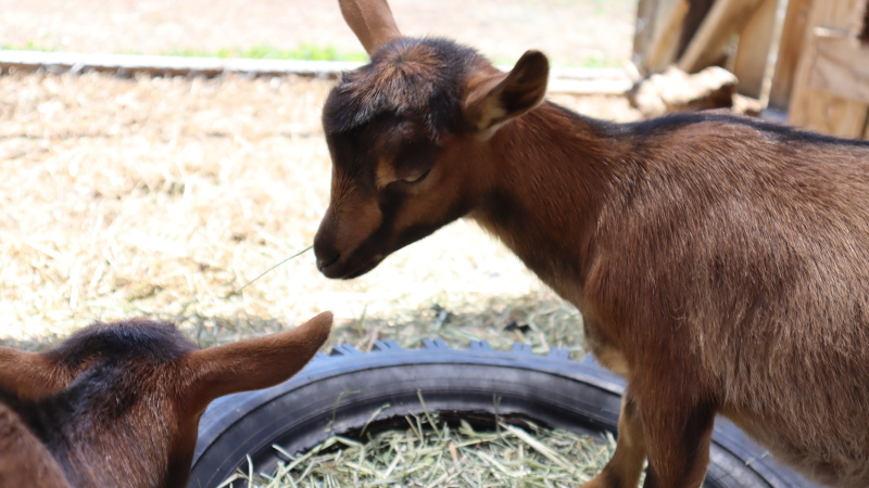 Fun Facts About Pygmy Goats | Moose & Goose Winery